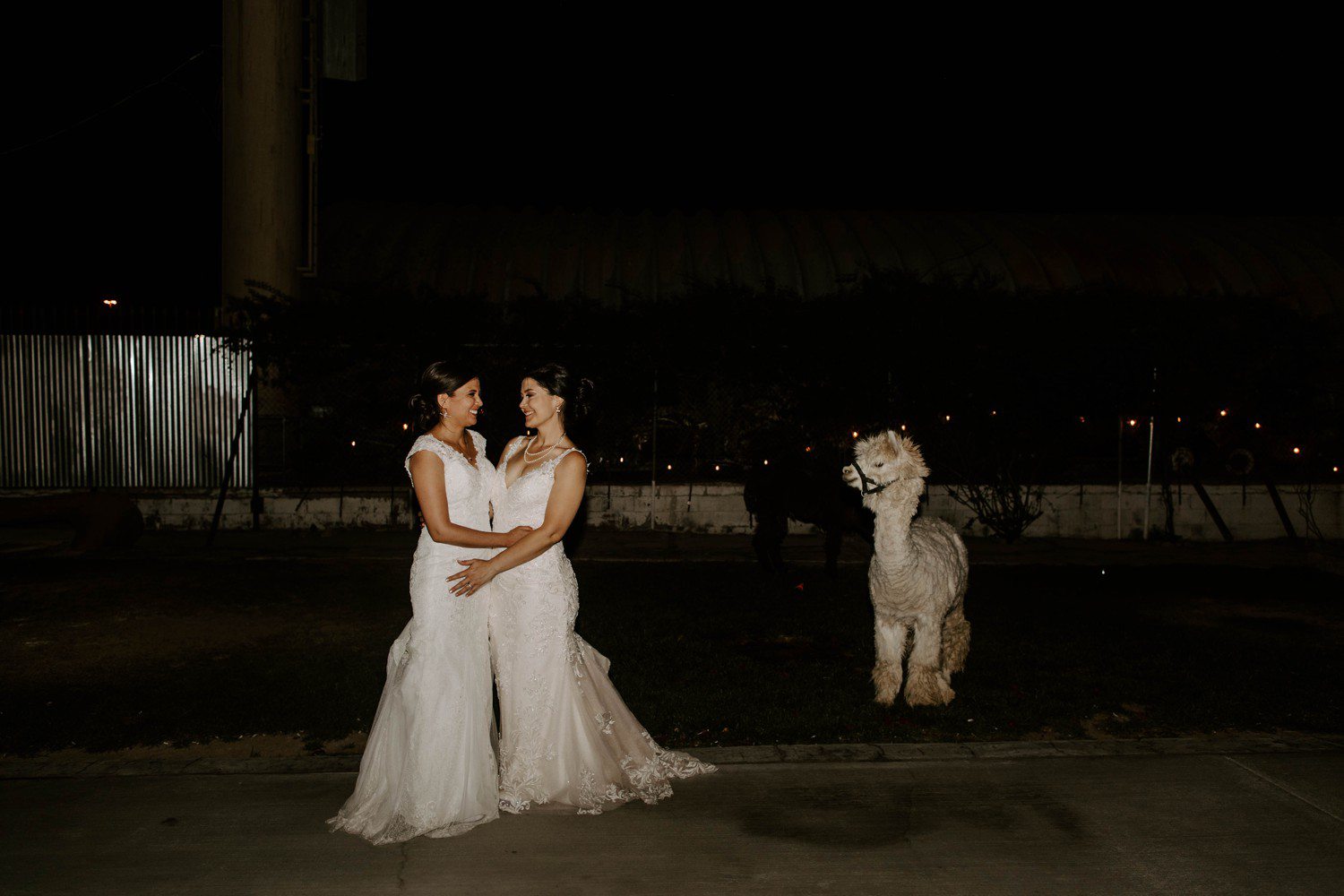 Wedding Photos with Alpacas