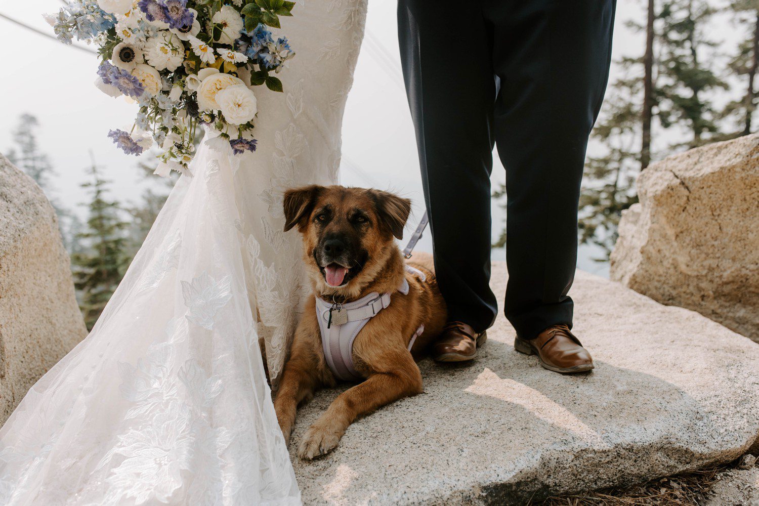 Dog on wedding day