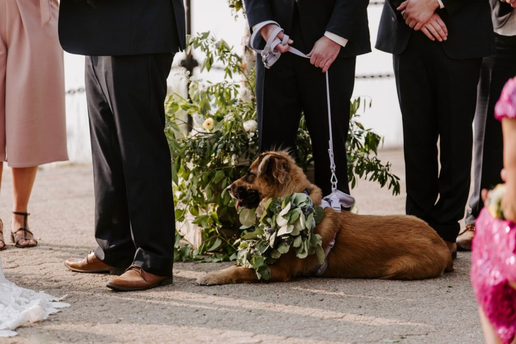 Dog at wedding ceremony