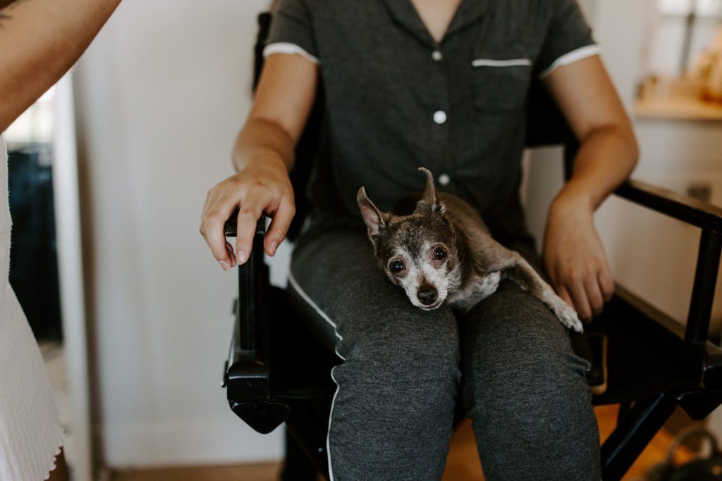 Grey Chihuahua on Bride's lap