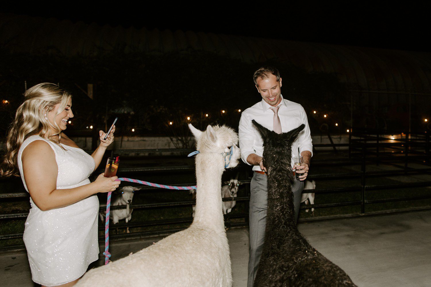 Bride and groom feeding alpacas at The Doyle.