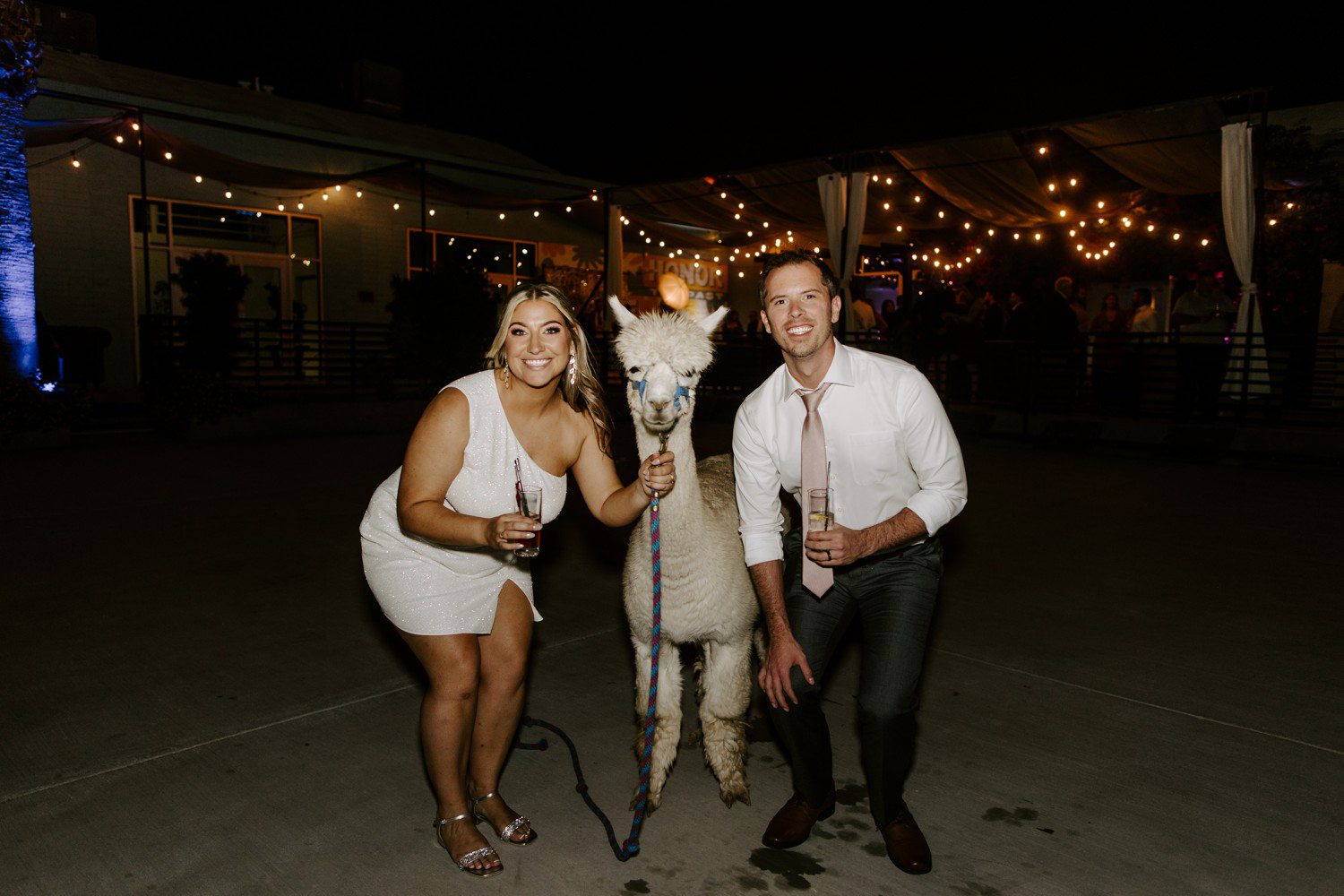 Wedding photo with alpacas at The Doyle.