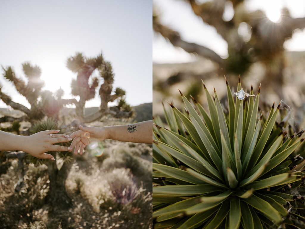 diamond ring sits on desert plant by Las Vegas wedding photographer