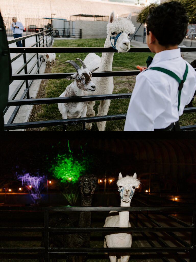 child feeds llama and goat by Las Vegas Wedding Photographer