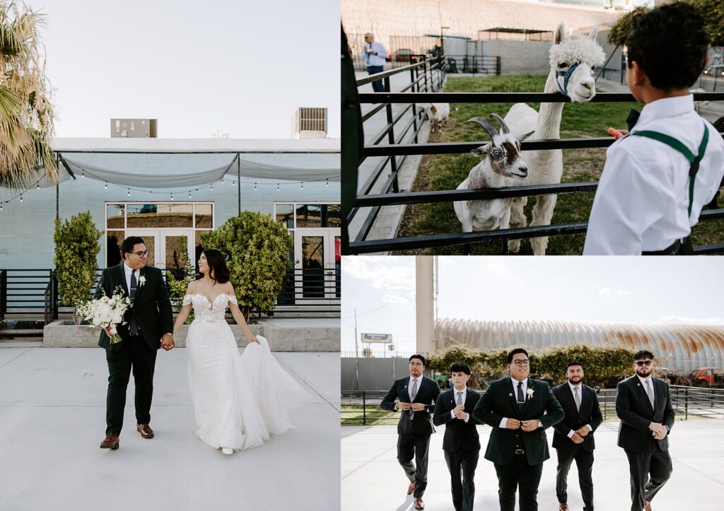 a small petting zoo is outside of one of 5 wedding venues in Las Vegas